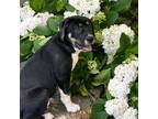 Adopt Emma a Great Pyrenees dog in Louisville, KY (40895441)