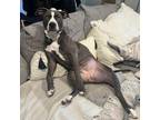 Adopt Dolly - AVAILABLE a Pit Bull Terrier / Mixed dog in Seattle, WA (39932203)