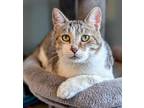 Adopt Caeser Augustus a Abyssinian / Mixed (short coat) cat in Ocala