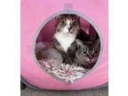 Adopt Simon & Blossom a Cream or Ivory Siamese / Mixed (short coat) cat in