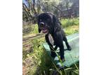 Adopt Sarah a Black - with White Cocker Spaniel / Mixed dog in Jamestown