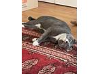 Adopt Viago a Gray or Blue (Mostly) Russian Blue cat in Austin, TX (40813928)