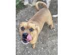 Adopt Jack a Brown/Chocolate American Staffordshire Terrier / Pug / Mixed (short