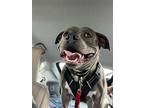 Adopt Yodi a Gray/Blue/Silver/Salt & Pepper American Staffordshire Terrier /