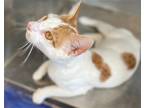 Adopt Alan a Orange or Red (Mostly) Domestic Shorthair / Mixed (short coat) cat