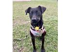 Adopt Meiya a Black Shepherd (Unknown Type) / Pit Bull Terrier / Mixed dog in