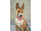 Adopt Estrella a Tan/Yellow/Fawn - with White German Shepherd Dog / Collie /