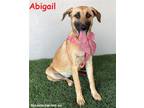 Adopt Abigail a Tan/Yellow/Fawn - with Black Black Mouth Cur / Shepherd (Unknown