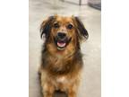 Adopt Juno a Red/Golden/Orange/Chestnut - with Black Dachshund / Mixed dog in