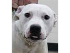 Adopt Junior a White Pit Bull Terrier / Hound (Unknown Type) / Mixed dog in