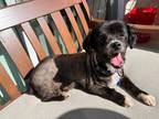 Adopt Kuma a Black - with White Spaniel (Unknown Type) / Pekingese / Mixed dog