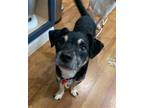 Adopt Gus a Tricolor (Tan/Brown & Black & White) Dachshund / Terrier (Unknown