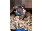 Adopt Smoke a American Staffordshire Terrier / Mixed dog in Darlington