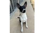 Adopt Taimi a Border Collie / Mixed Breed (Medium) / Mixed dog in Neosho