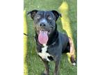 Adopt Morocco a Black Labrador Retriever / Terrier (Unknown Type