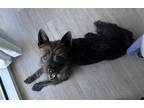 Adopt Fava a Cairn Terrier / Standard Schnauzer / Mixed dog in Palm Harbor