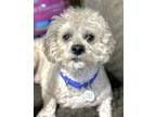 Adopt Harley a White Bichon Frise / Poodle (Miniature) / Mixed dog in Santa