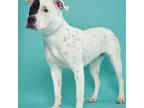 Adopt Petra 5123 a Brindle - with White American Pit Bull Terrier / Mixed Breed