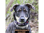 Adopt Nyla a Brown/Chocolate German Shepherd Dog / Mixed Breed (Medium) / Mixed