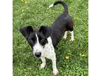 Adopt Pepita a Black - with White Border Collie / Rat Terrier / Mixed dog in