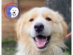 Adopt Lambchop a White Great Pyrenees / Golden Retriever / Mixed dog in