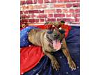 Adopt Pickles a Brindle American Pit Bull Terrier / Mixed dog in DuQuoin