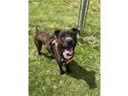 Adopt Noodle a Brindle Boxer / Mixed dog in DuQuoin, IL (41216985)