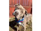 Adopt Trooper a Mixed Breed (Medium) / Mixed dog in Menomonie, WI (40936851)