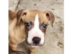 Adopt Ruffles a Tricolor (Tan/Brown & Black & White) Pit Bull Terrier / Mixed