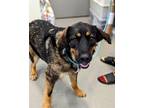Adopt Tala a Black German Shepherd Dog / Mixed Breed (Medium) / Mixed (short