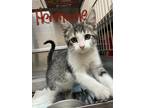 Adopt Hermione a Brown Tabby Domestic Shorthair (short coat) cat in Steger