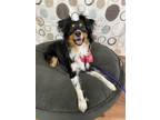 Adopt Thor a Tricolor (Tan/Brown & Black & White) Australian Shepherd / Mixed