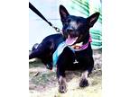 Adopt Swift a Black - with White Australian Kelpie / Mixed dog in Weatherford