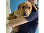 Adopt Louise a Red/Golden/Orange/Chestnut English Pointer / Mixed dog in