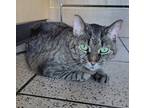 Adopt Gracie a Brown Tabby Domestic Shorthair / Mixed Breed (Medium) / Mixed