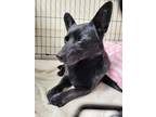 Adopt Sable a Black Schipperke / Mixed Breed (Medium) / Mixed (short coat) dog