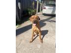 Adopt Dan a Red/Golden/Orange/Chestnut Cane Corso / Rhodesian Ridgeback / Mixed