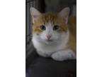 Adopt Wally a Orange or Red Domestic Shorthair / Mixed Breed (Medium) / Mixed