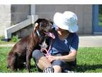Adopt Phil a Pit Bull Terrier / Mixed dog in Napa, CA (41196105)