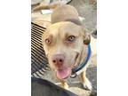 Adopt Brat a Tan/Yellow/Fawn American Staffordshire Terrier / Mixed Breed
