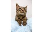 Adopt Perry a Gray, Blue or Silver Tabby Domestic Shorthair / Mixed (short coat)