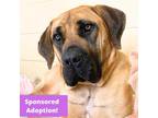 Adopt Noel a Brown/Chocolate Mastiff / Mixed Breed (Medium) / Mixed (short coat)