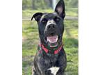 Adopt Athos a Black American Pit Bull Terrier / German Shepherd Dog / Mixed