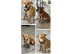 Adopt Quinn a Red/Golden/Orange/Chestnut - with Black Mixed Breed (Medium) /