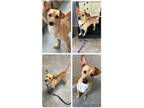 Adopt Emerson a Tan/Yellow/Fawn Mixed Breed (Small) / Mixed dog in Rock Springs