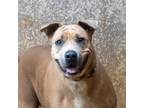 Adopt Della a Brindle Labrador Retriever / Mixed Breed (Medium) / Mixed (short