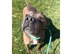Adopt Gomez a Pit Bull Terrier / Mixed dog in Lincoln, NE (41216570)