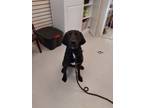 Adopt Midas (prison program) a Black Labrador Retriever / Hound (Unknown Type) /