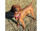 Adopt Sugar Bear (prison program) a Brown/Chocolate Redbone Coonhound / Mixed