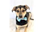 Adopt Saint a Black Golden Retriever / Mixed Breed (Medium) / Mixed (short coat)
